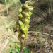 Deiregyne densiflora - Photo (c) carolina_chun, μερικά δικαιώματα διατηρούνται (CC BY-NC), uploaded by carolina_chun