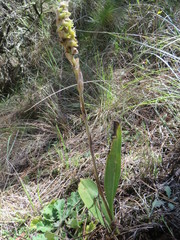 Deiregyne densiflora