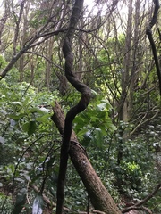 Metrosideros fulgens