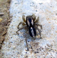 Aelurillus luctuosus