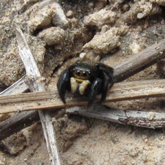 Euophrys herbigrada