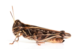 Austroicetes pusilla