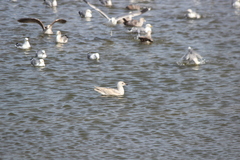 Larus glaucoides