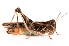 Austroicetes pusilla