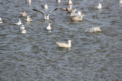 Larus glaucoides