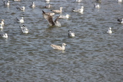 Larus glaucoides