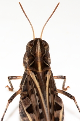 Austroicetes pusilla