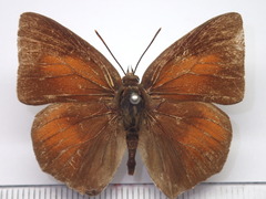 Curetis acuta paracuta