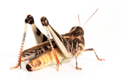 Austroicetes pusilla