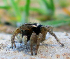 Aelurillus luctuosus