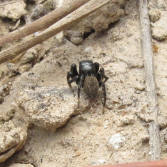 Euophrys herbigrada