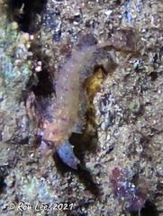 Cristiceps australis