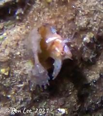 Cristiceps australis