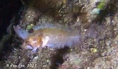 Cristiceps australis