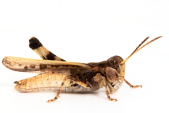 Austroicetes pusilla