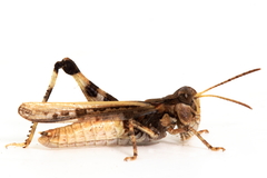 Austroicetes pusilla