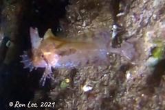 Cristiceps australis