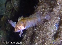 Cristiceps australis