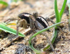 Aelurillus luctuosus