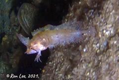 Cristiceps australis