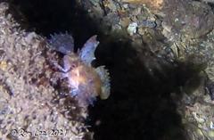 Cristiceps australis