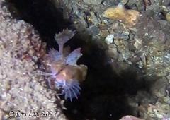 Cristiceps australis