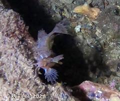 Cristiceps australis