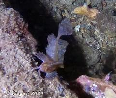 Cristiceps australis