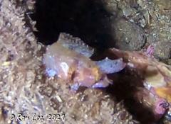 Cristiceps australis