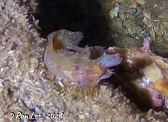 Cristiceps australis