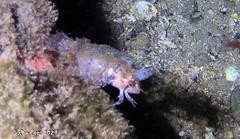 Cristiceps australis