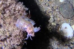 Cristiceps australis