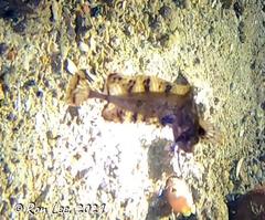 Cristiceps australis