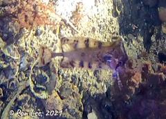 Cristiceps australis