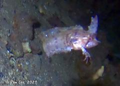 Cristiceps australis