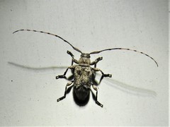 Sternidius mimeticus