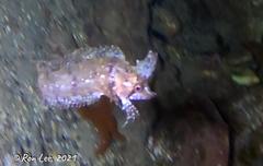 Cristiceps australis