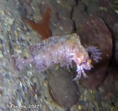 Cristiceps australis