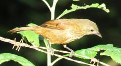 Tachyphonus coronatus