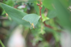 Xanthopimpla rhopaloceros