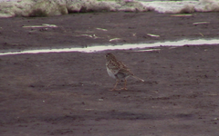 Anthus furcatus