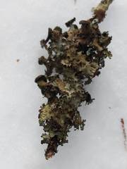 Tuckermanopsis americana