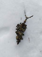 Tuckermanopsis americana