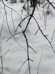 Tuckermanopsis americana