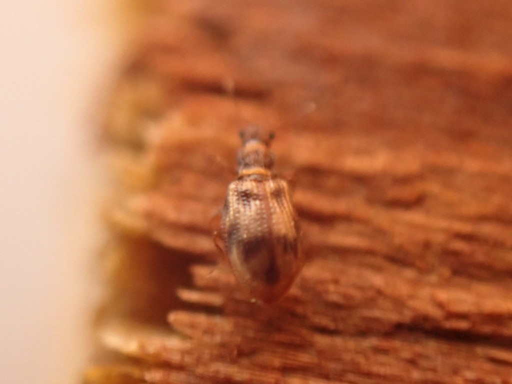 Plaster beetle
