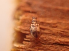 Plaster beetle