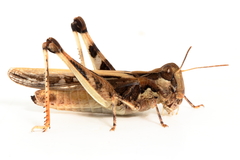 Austroicetes pusilla