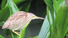 Ixobrychus sinensis