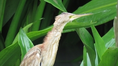 Ixobrychus sinensis