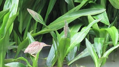 Ixobrychus sinensis